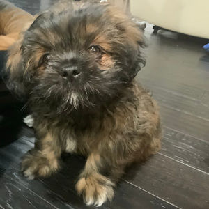 Meet your Posher, Dev is